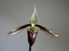 Paphiopedilum dayanum (Orchids & more)